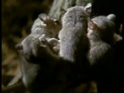 CU young Grey short-tailed Opossum being carried on mother's back Stock Footage