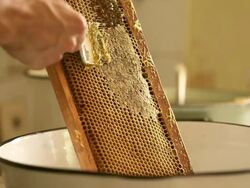 Honey extracting Stock Footage