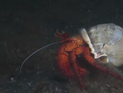 Hermit Crab, orange with white shell, moving on bottom, Indonesia  Stock Footage