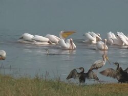 pelicans Stock Footage