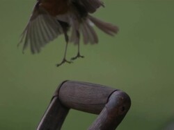 High speed European Robin (Erithacus rubecula) vertical landing on to spade handle Stock Footage