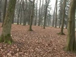 HD STEADYCAM: A walk in the forest Stock Footage