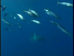 MS Shoal of fish swimming, disperse as Great White Shark appears, Mexico Stock Footage