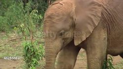 Baby elephants in an elephant sanctuary News Clip