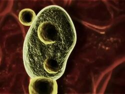 High Angle push-in - A cell absorbs parasites in a computer-generated animation. Stock Footage