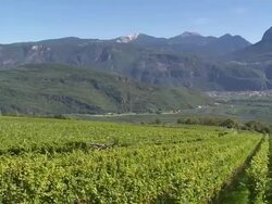 Vineyards near Tramin in South Tyrol PAN Stock Footage