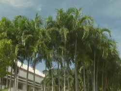 Palm trees and street in Darwin.  Australia Stock Footage