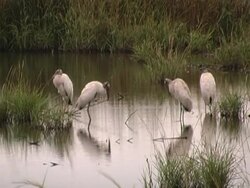 native wood stroks Stock Footage