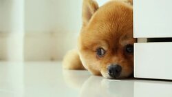 pomeranian dog sleeping in home Stock Footage
