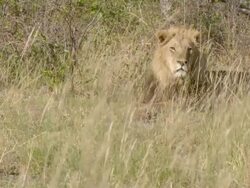 MS Shot of Male lion resting in dry grass and observing surroundings / Okavango Delta, North West District, Botswana Stock Footage