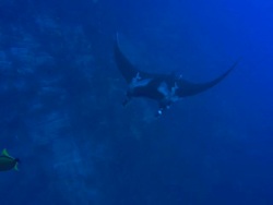 Manta Rays tagged swim by, Mexico  Stock Footage