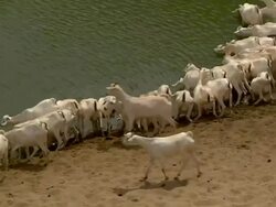 Herd of goats drink from stream Stock Footage
