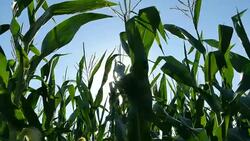 Corn Moving Into Sun Stock Footage