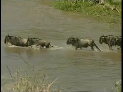MS Wildebeest & Zebra crossing Mara river, Kenya Stock Footage