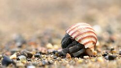 ECU Hermit crab on the beach Stock Footage