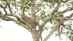Leopard resting on tree with cub Stock Footage