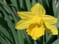 CU Blooming lent Lily flower / Kastel-Staadt, Rhineland-Palatinate, Germany Stock Footage