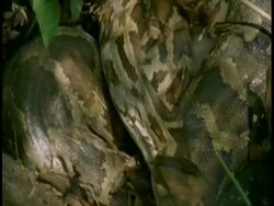 Indian Python (Python molurus) coiled amongst leaves starts to life and flicks tongue out, Bandhavgarh National Park, India Stock Footage