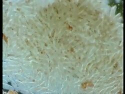 Microscopic view of Paramecium Stock Footage