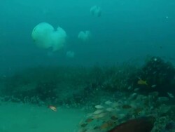 MS Shot of Various fish swimming or drifting with surge around rocky outcrop including jellyfish and cardinal fish / Matola, Maputo, Mozambique Stock Footage