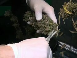 Marijuana Stock Footage