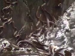 European eel elvers (Anguilla anguilla) migrating upstream, River Teifi, Wales Stock Footage