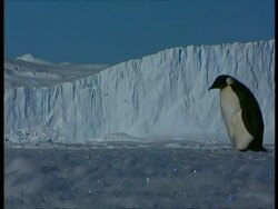 MS Emperor penguin waddling right to left across ice, ice cliff in background, Antarctica Stock Footage