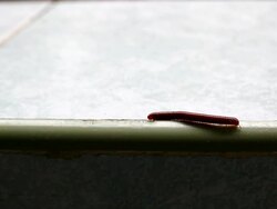 millipede Stock Footage