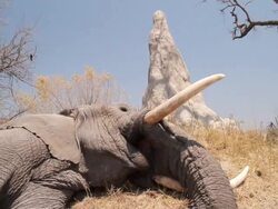 CU Shot of African elephants face as it lies in grass / ghanzi district, ghanzi district, botswana Stock Footage