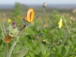 Namaqualand daisies with closed buds / Namaqualand, Northern Cape, South Africa Stock Footage