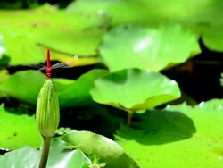 Red Dragonfly Stock Footage