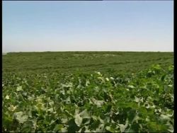 The Egyptian wine industry is prospering News Clip