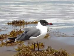 Laughing Gull on Beach Stock Footage