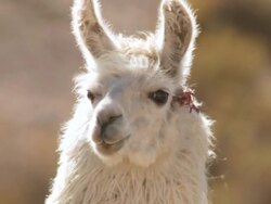 CU Shot of Llama, Lama Glama on altiplano in Andes mountains / San Pedro de Atacama, Norte Grande, Chile Stock Footage