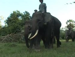 VOICED: On Sumatra, human-animal competition for space turns deadly News Clip