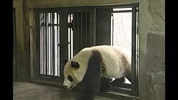 Giant panda being hosed down News Clip