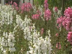Snapdragons (Antirrhinum Majus) Stock Footage