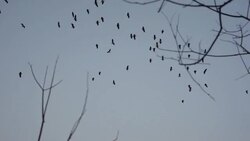 Group of Birds Flying Over Trees Stock Footage