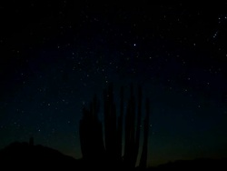 MS T/L Shot of Organ Pipe cactus in desert / Organ Pipe Cactus National Park, Arizona, United States  Stock Footage