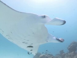 MS TS Manta ray at cleaning station / Hanifaru, Baa Atoll, Maldives    Stock Footage