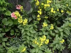MS PAN Geranium and Yellow Lysimachia vulgarisflowering in garden / Landshut, Bavaria, Germany Stock Footage