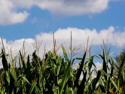 NTSC: Corn field Stock Footage