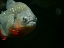 CU Piranha relaxing in dark water / Atlanta, Georgia, United States Stock Footage