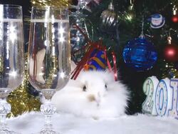 year of the white rabbit Stock Footage