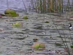 Ducks Diving in Lily Pads Stock Footage