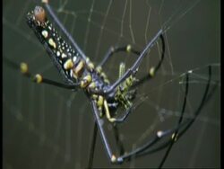 CU Spider on web, insect lands and gets trapped, zoom in on wrapping, Western Ghats, India Stock Footage