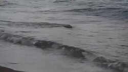Surfers and tourists on Waikiki Beach News Clip