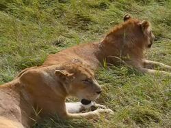 MS Lions lying on grass / Amboseli National Park, Kenya Stock Footage