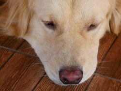 Bored Golden Retriever Dog Stock Footage