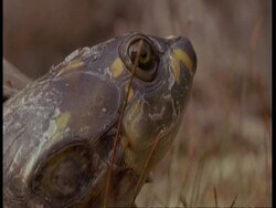 BCU Yellow spotted river turtle, Amazon Stock Footage